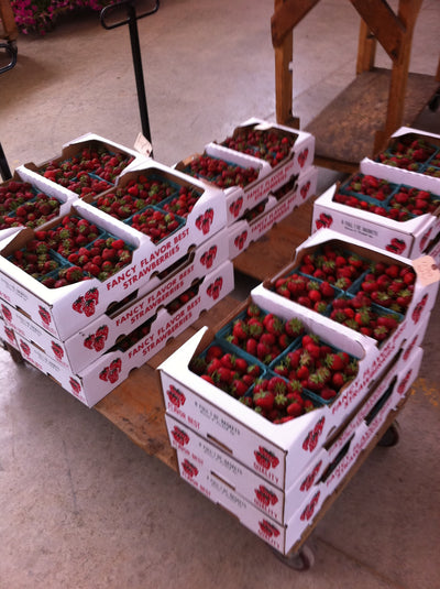 Going to the Produce Auction